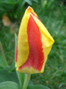 Tulipa Stresa (2011, April 01)