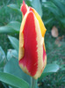 Tulipa Stresa (2011, April 02)