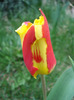 Tulipa Stresa (2011, April 02)