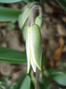 Tulipa Turkestanica (2011, April 04)
