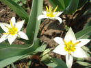 Tulipa Turkestanica (2011, April 05)
