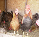 ITALIANA POTARNICHIUIMGP1072