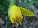 Daffodil_Narcisa (2011, March 29)