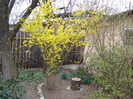 Forsythia