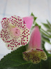 kohleria jardin du monet