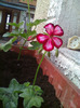muscata`