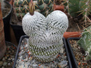 Pelecyphora pseudopectinata