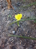 8.04.11 crocus la sfirsitul verii...