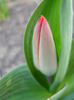 Tulip_Lalea (2011, March 31)