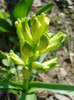 White Hyacinth_Zambila (2011, Mar.31)