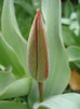 Tulip_Lalea (2011, March 31)