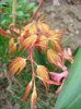 Acer palmatum Katsura (2011, April 08)