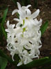 Hyacinth Carnegie (2011, April 08)