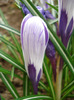 Crocus King of the Striped (2011, Apr.08)