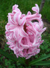 Hyacinth Fondant (2011, April 08)