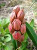 Hyacinthus Hollyhock (2011, April 08)