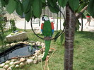 IMG_2533 - papagalul colorat din piatra