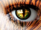 female-tiger-eye-wallpaper
