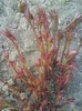 bujor roz batut
