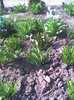 picture001