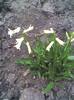 picture014