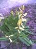 picture021