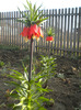 floarea pastelui [frintilaria imperialis ]