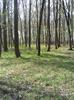padurea la inceputul lui  aprilie 2011