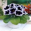 gloxinia_empereur_guillaume_r0940230557_0[1]