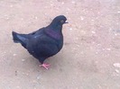 Porumbel king negru