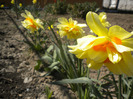 narcise [narcissus]