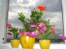 DSC01015