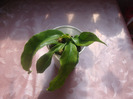 DSC01875 Hoya  Multiflora