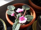 violeta  africana