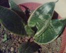 SANSEVIERIA