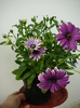 osteospermum