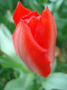 Tulipa Madame Lefeber (2011, April 04)