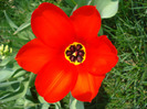 Tulipa Madame Lefeber (2011, April 05)