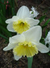 Narcissus Ice Follies (2011, April 08)