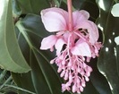 Medinilla