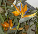 strelitzia4