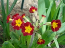 Ciubotica Cucului