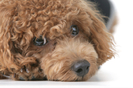 brown Poodle