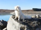 NZ_Samoyed