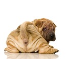 Shar-Pei4