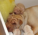 shar-pei-sadie-has-more-wrinkles