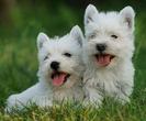 Two cute West Highland White Terriers male and female
