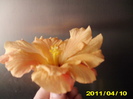 Picture 026