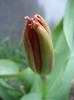 Tulip_Lalea (2011, April 01)