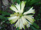 White hyacinth (2011, April 02)